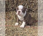 Small #2 Boston Terrier