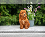 Puppy Vada Cavapoo