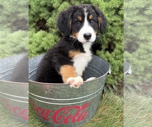 Bernese Mountain Dog Puppy for sale in MIDDLEBURY, IN, USA