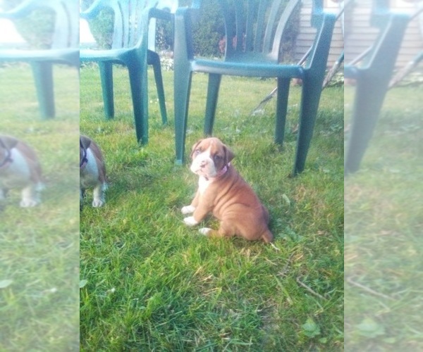 Medium Photo #3 Boxer Puppy For Sale in DRYDEN, NY, USA