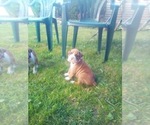 Small Photo #3 Boxer Puppy For Sale in DRYDEN, NY, USA