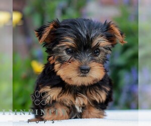 Yorkshire Terrier Puppy for sale in REINHOLDS, PA, USA