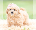 Small Photo #113 Maltipoo (Miniature) Puppy For Sale in WARSAW, IN, USA