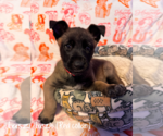 Small #3 German Shepherd Dog