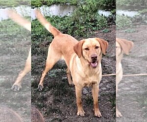 Mother of the Labrador Retriever puppies born on 10/26/2023