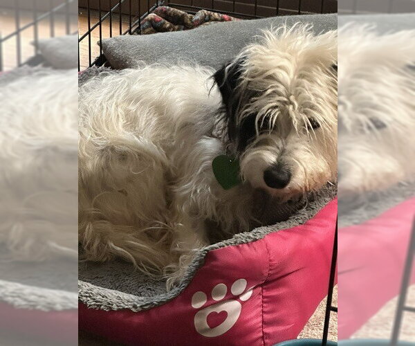 Medium Photo #3 Mutt Puppy For Sale in Silver Spring, MD, USA