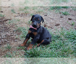 Puppy 8 Doberman Pinscher