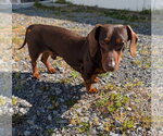 Small #3 Dachshund