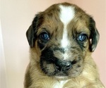 Puppy 7 Boxer-Poodle (Standard) Mix