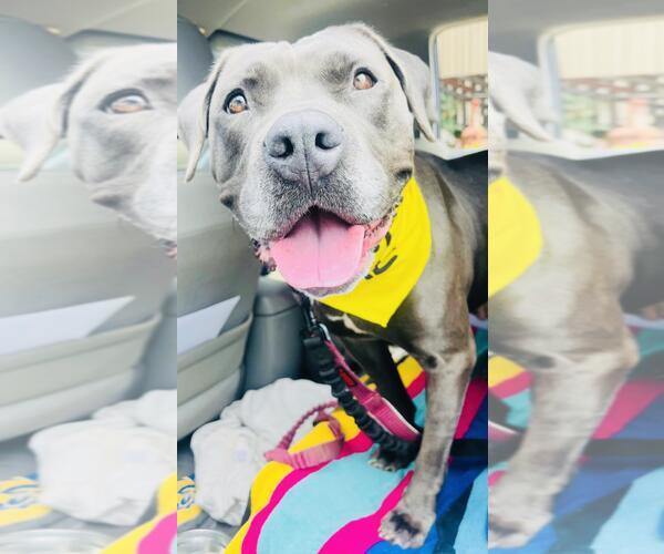 Medium Photo #4 American Pit Bull Terrier Puppy For Sale in Santa Barbara, CA, USA