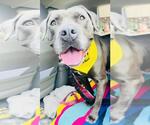 Small #3 American Pit Bull Terrier