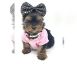 Small Photo #1 Yorkshire Terrier Puppy For Sale in CORAL SPRINGS, FL, USA