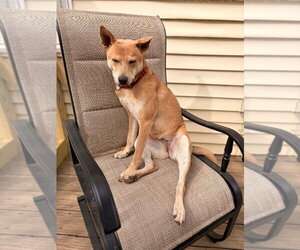 Nessi - Female Mutt Dog for Adoption - Photo #23