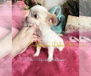 Chihuahua Puppy for sale in TRACY, CA, USA