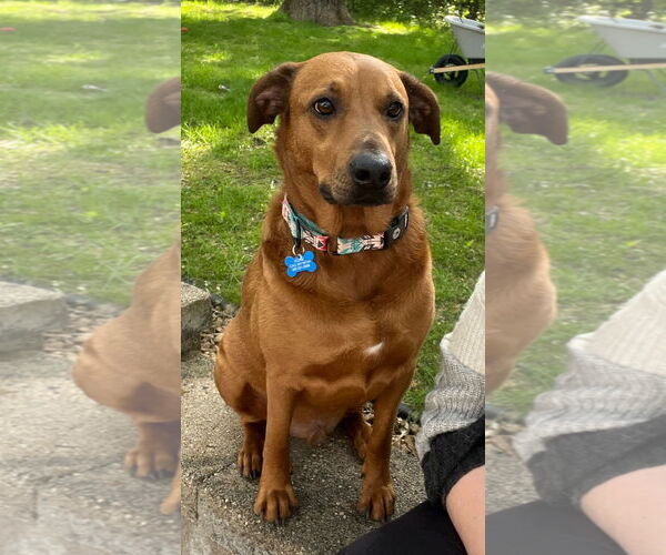 Medium Photo #2 Rhodesian Ridgeback-Unknown Mix Puppy For Sale in Brooklyn Center, MN, USA