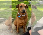 Small #1 Rhodesian Ridgeback Mix