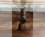 Small #12 Mutt
