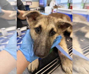 German Shepherd Dog Dogs for adoption in Riverside, CA, USA