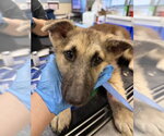 RIHANNA - Female German Shepherd Dog Dog for Adoption - Small photo