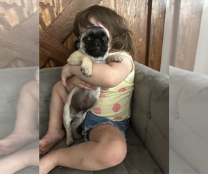 Pug Puppy for Sale in TRACY, California USA