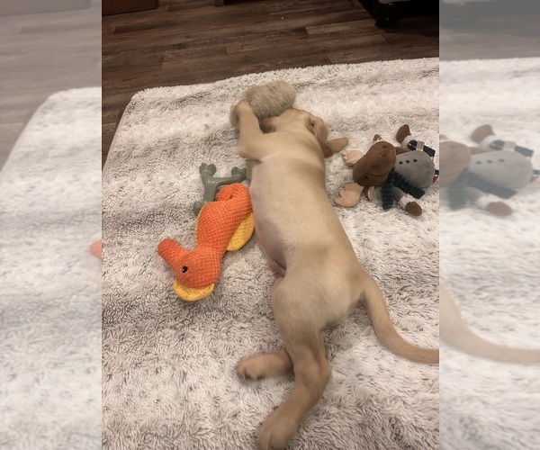 Medium Photo #6 Labrador Retriever Puppy For Sale in VANCOUVER, WA, USA