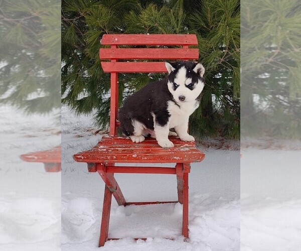 Medium Photo #1 Siberian Husky Puppy For Sale in AUBURN, NY, USA