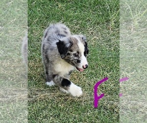 Australian Shepherd Puppy for sale in TYLER, TX, USA