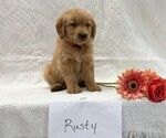 Small #2 Golden Retriever