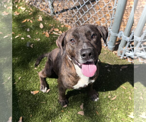 Medium Photo #3 Mutt Puppy For Sale in Hilton Head, SC, USA