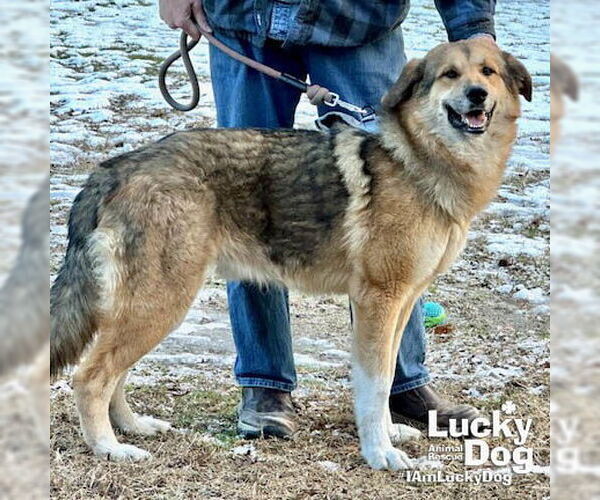 Medium Photo #3 Mutt Puppy For Sale in Washington, DC, USA