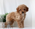 Small #2 Goldendoodle (Miniature)