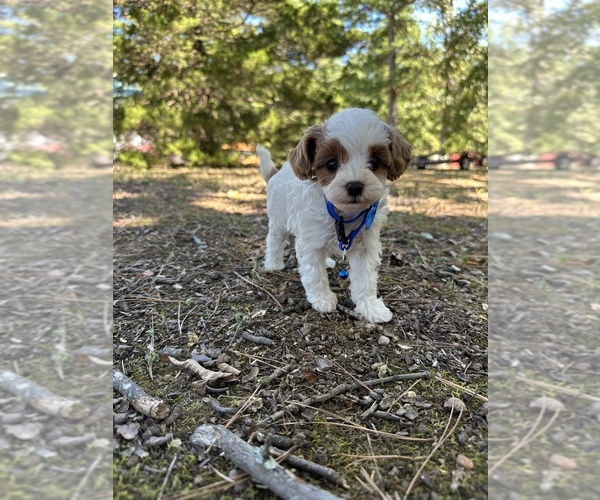 Medium Photo #8 Cavapoo Puppy For Sale in GREENVILLE, MO, USA