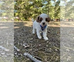 Small #7 Cavapoo