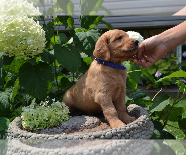 Medium Photo #4 Golden Retriever Puppy For Sale in GREENWOOD, WI, USA