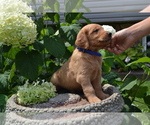 Small Photo #17 Golden Retriever Puppy For Sale in GREENWOOD, WI, USA