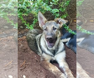 German Shepherd Dog Puppy for sale in MOUNT VERNON, WA, USA