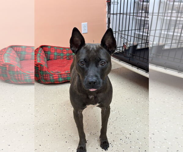 Medium Photo #2 American Bulldog-Labrador Retriever Mix Puppy For Sale in York, SC, USA