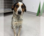 Small #1 Mutt