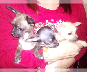 Chihuahua Puppy for sale in WACO, TX, USA