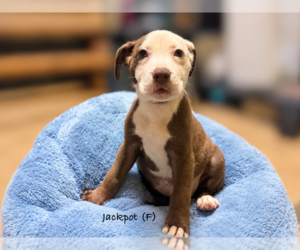 American Pit Bull Terrier Puppy for sale in RICHMOND, CA, USA