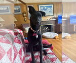Small #1 Labrador Retriever Mix