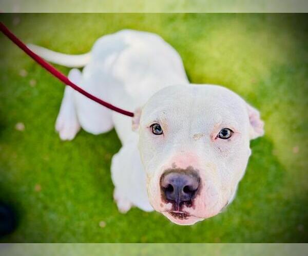 Medium Photo #1 American Pit Bull Terrier Puppy For Sale in Orlando, FL, USA