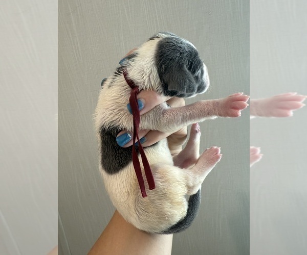 Medium Photo #22 Great Dane Puppy For Sale in HALLETTSVILLE, TX, USA