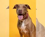 Small American Pit Bull Terrier