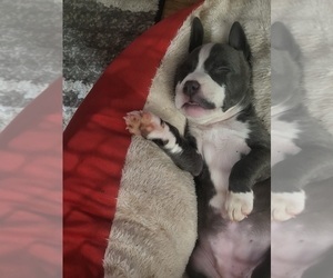 American Bully-American Staffordshire Terrier Mix Puppy for sale in SAN BERNARDINO, CA, USA