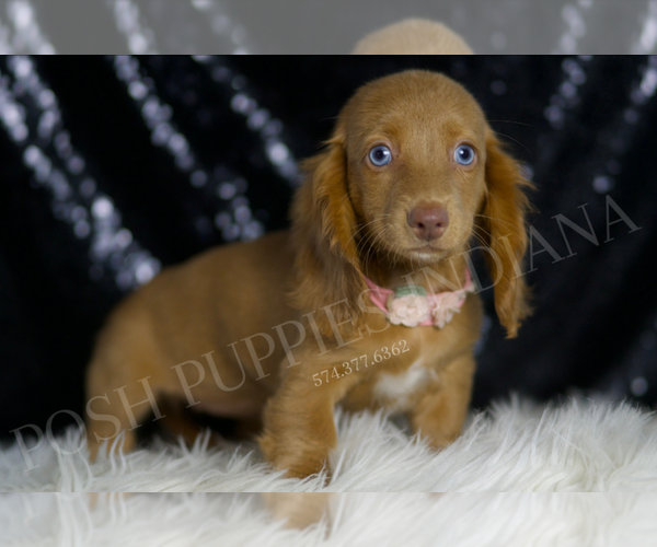 Medium Photo #4 Dachshund Puppy For Sale in WARSAW, IN, USA