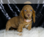 Small #3 Dachshund