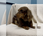 Small #1 Dachshund