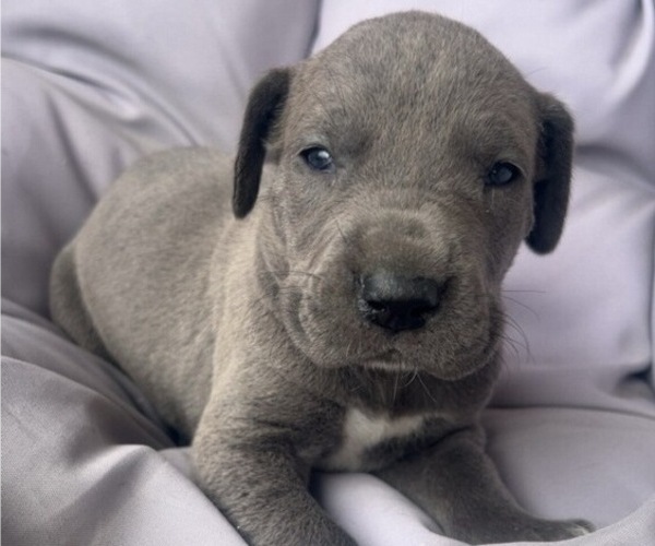 Medium Photo #2 Great Dane Puppy For Sale in DUSHORE, PA, USA