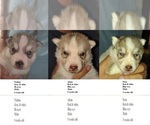 Image preview for Ad Listing. Nickname: Nathan